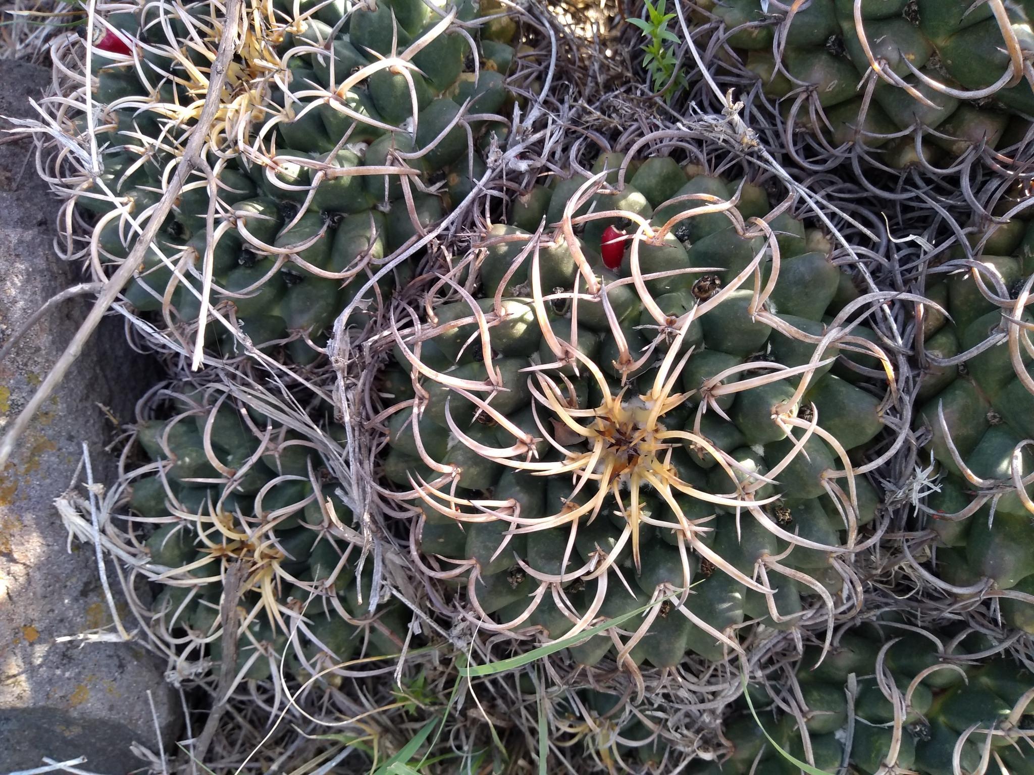 Mammillaria magnimamma